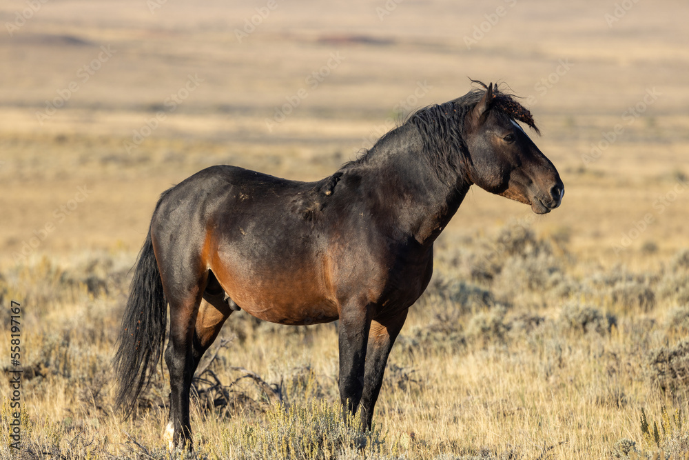 Wild Horse in Autumn in the Wyomign Desert Wild Horse in Autumn in the Wyomign Desert