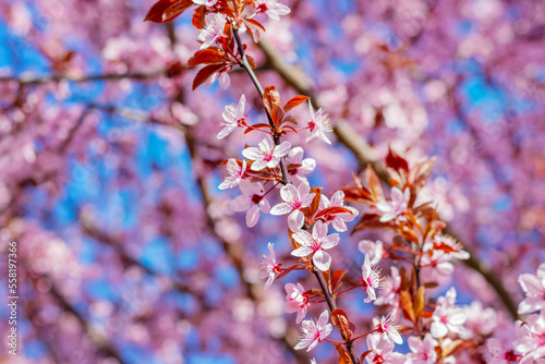 Sakura blossoms. Pink sakura flowers on a tree in pink tones