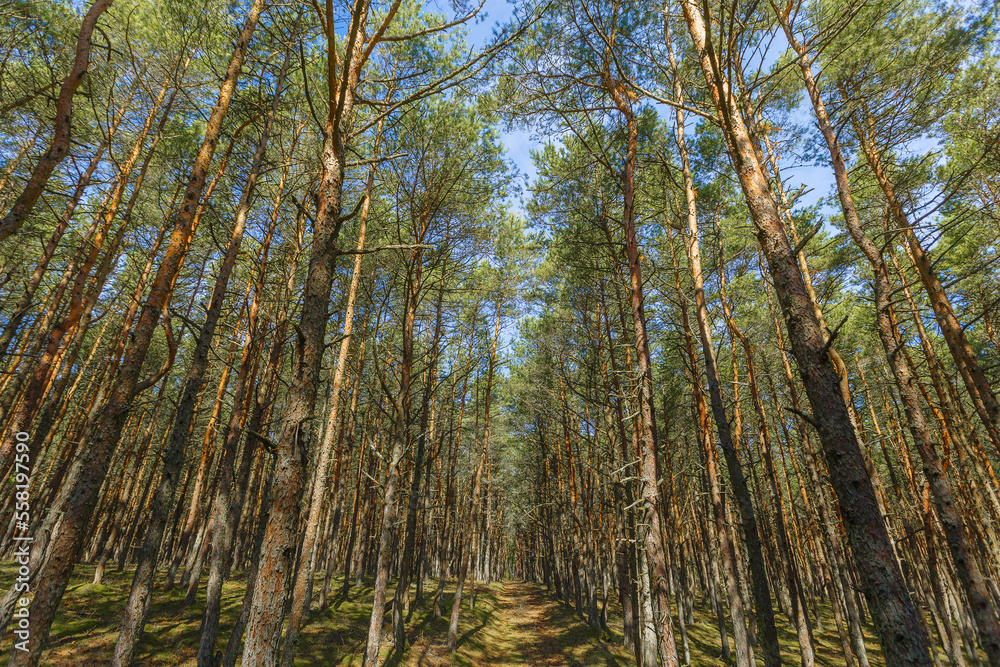 Dancing forest is sight of Curonian Spit national park in Kaliningrad region, Russia. Old pine trees trunks growing up into blue sky, bottom view. Forest landscape, beauty in nature Dancing forest is sight of Curonian Spit national park in Kaliningrad region, Russia. Old pine trees trunks growing up into blue sky, bottom view. Forest landscape, beauty in nature
