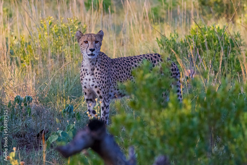 In the wild African Savannha, the Cheetah approaches the prey on foot. photo