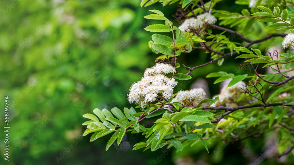 White flowers of mountain ash on a tree. Rowan flowering White flowers of mountain ash on a tree. Rowan flowering