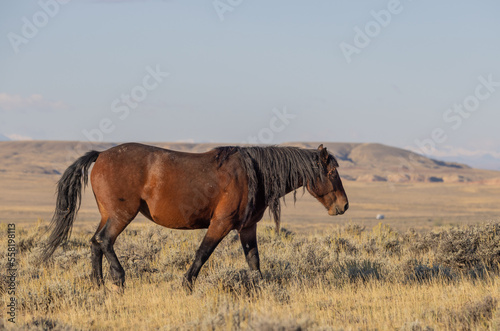 Wild Horse in Autumn in the Wyomign Desert