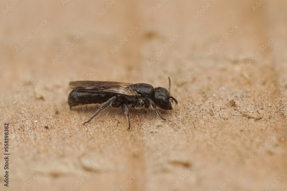 Closeup on a small dark, harebell carpenter-bee , Chelostoma campanulorum