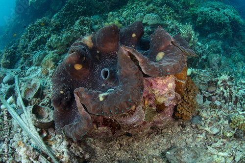 A huge giant clam, Tridacna gigas, grows on a coral reef in the Solomon Islands. This beautiful country is home to spectacular marine biodiversity and many historic WWII sites.