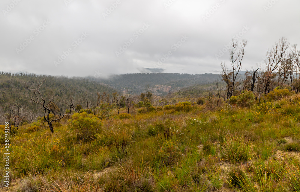 Photograph of bushfire affected trees in the Blue Mountains in Australia