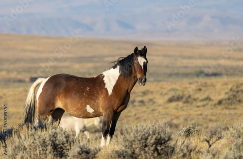 Wild Horse in Autumn in the Wyomign Desert