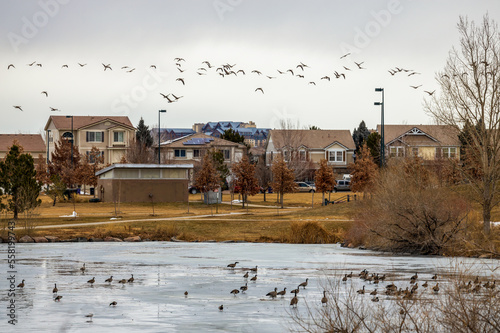 Geese resting and flying on a frozen pond in the winter city park in Aurora, Colorado