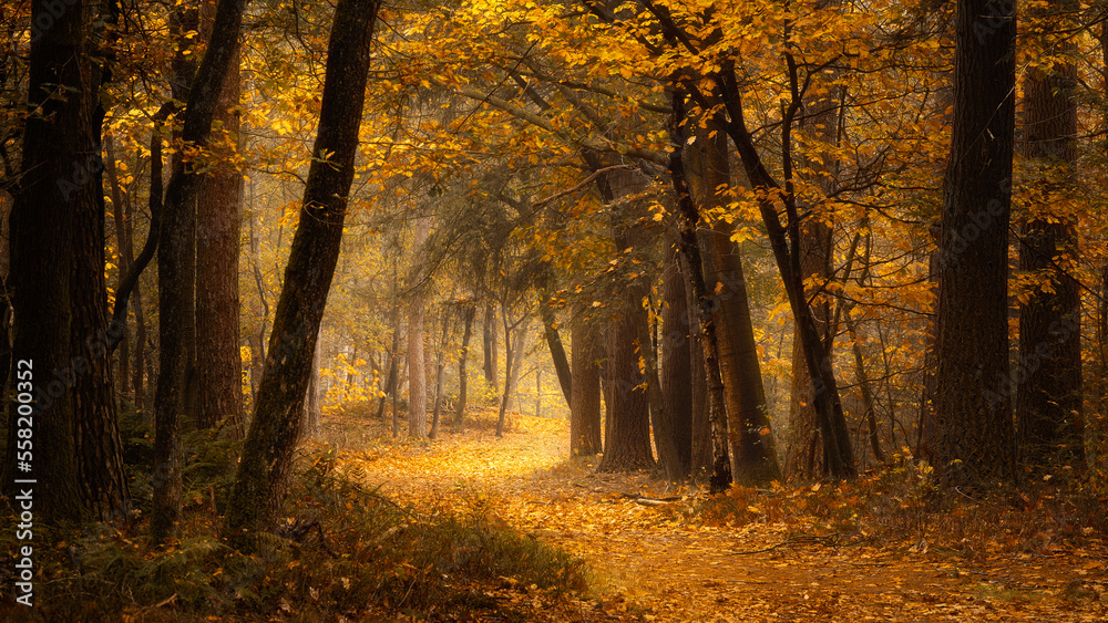 Fototapeta premium autumn in the woods