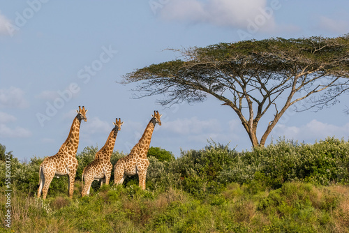 Group of African giraffe walks in iSimangaliso Wetland Park with savannah landscape. South Africa game drive safari.