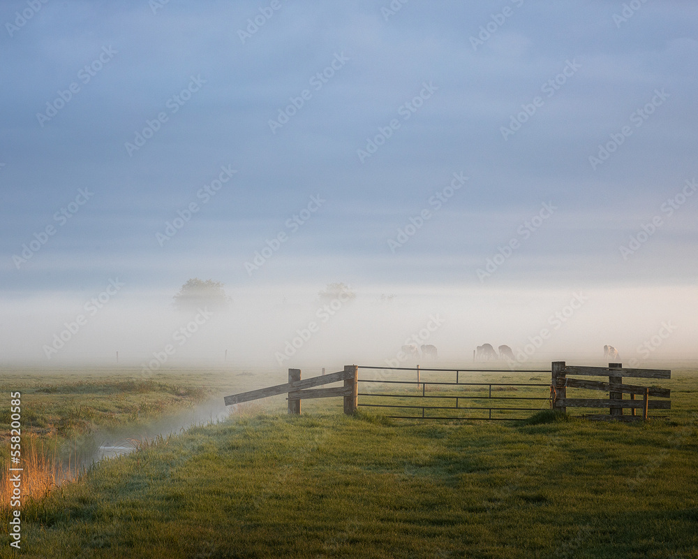 morning in the fog