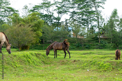 A herd of tamed horse grazing at a field with scenic clear sky above them