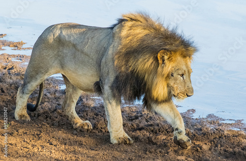 Fototapeta Naklejka Na Ścianę i Meble -  The lions (Panthera leo) are one of the most important parts of African wildlife. They live in national parks in Africa.