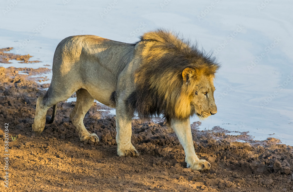 The lions (Panthera leo) are one of the most important parts of African wildlife. They live in national parks in Africa. The lions (Panthera leo) are one of the most important parts of African wildlife. They live in national parks in Africa.