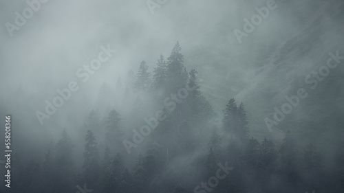 misty morning in the forest © Jeroen