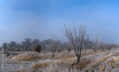Wallpaper Mural trees in the snow Torontodigital.ca