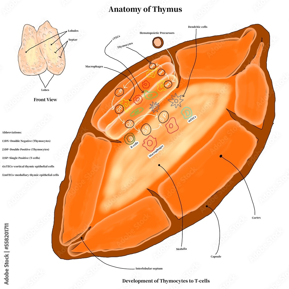 Anatomy of Thymus showing stages of T-cell development Stock ...