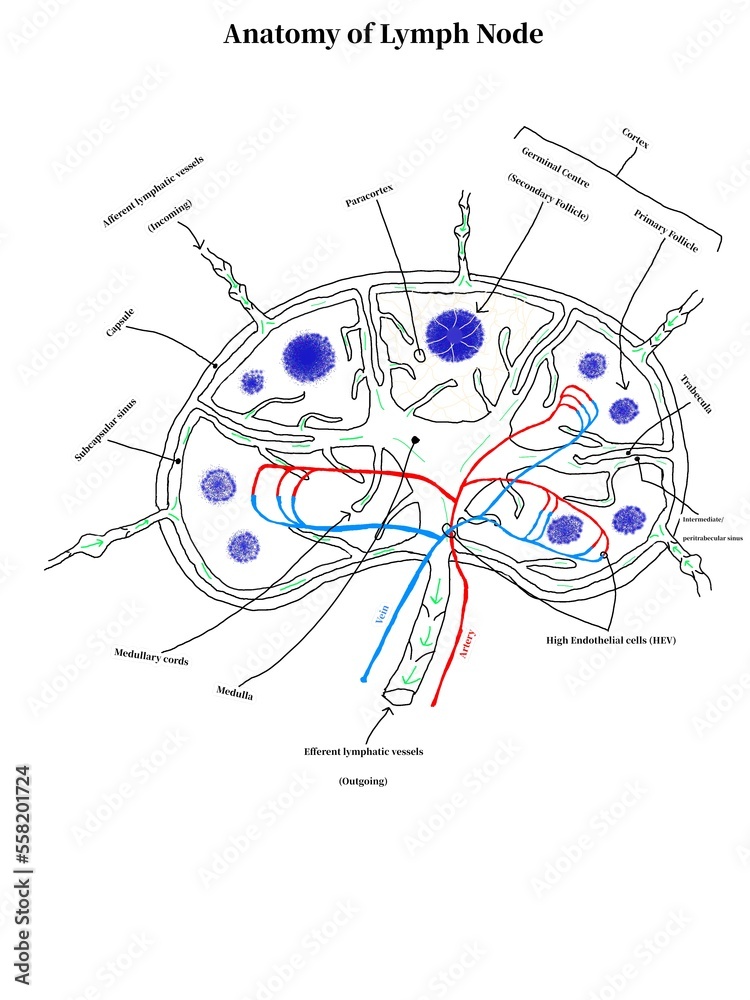 Fototapeta premium Anatomy of Lymph Node