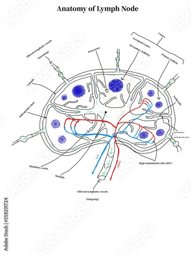 Anatomy of Lymph Node 