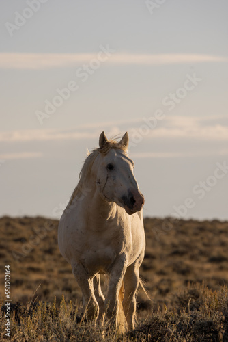 Wild Horse in Autumn in the Wyomign Desert