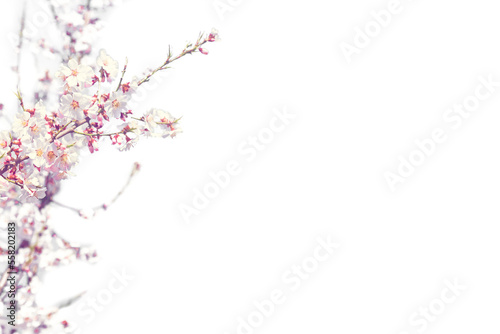 Print op canvas White cherry blossom flowers cherry blossom flowers background floral cherry blo