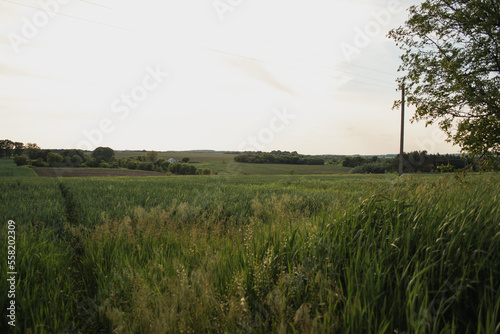 Summer sunny day. Ukrainian landscape on a field of meadow grasses