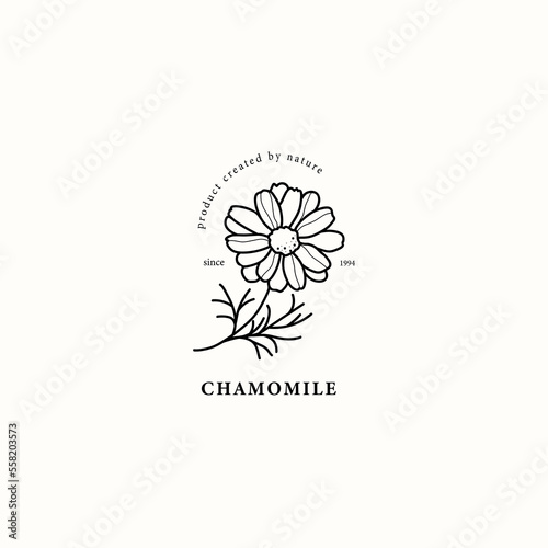 Line art chamomile flower illustration