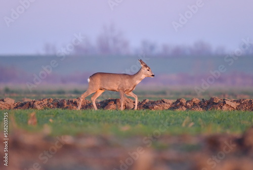 Fotografie Deer walking in the field of Banat(Serbia)