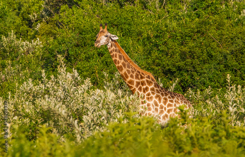 Isimangaliso wet area is a very good hapitat for giraffes.