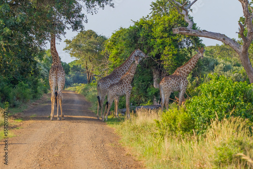 A group of African giraffes feed on the leaves of thorny acacia trees in iSimangaliso Wetland Park. © selim