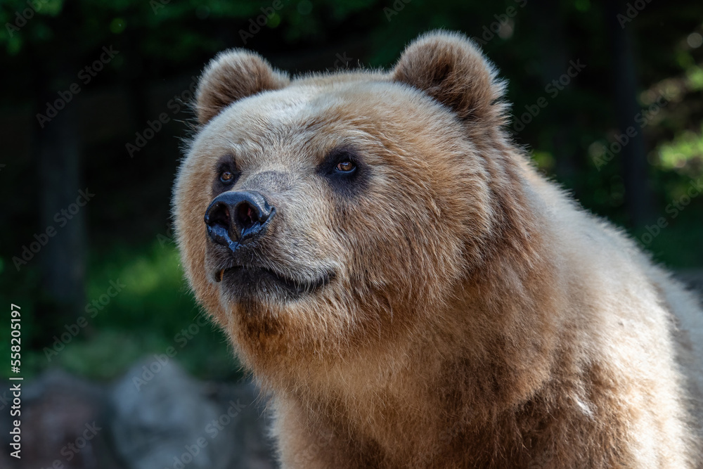 Fototapeta premium Kamchatka bear in the grass (Ursus arctos beringianus)