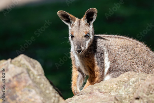 Yellow footed rock wallaby sitting on a rock © Lubos Chlubny