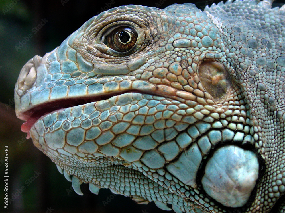 Fototapeta premium Green iguana (Iguana iguana)