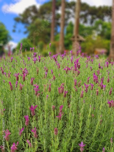 flowers in the field