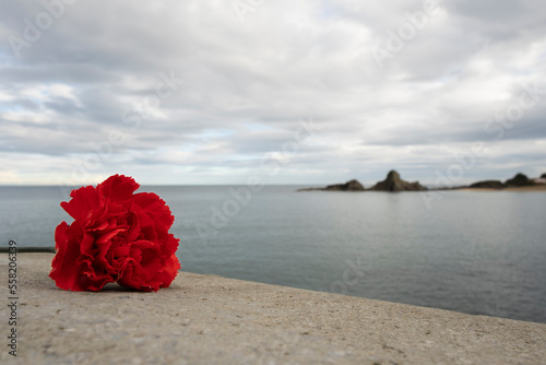 Flor clavel en primer plano con rocas y el mar de fondo