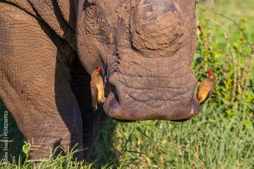 Canvas Print Rhino and Red billed oxpecker