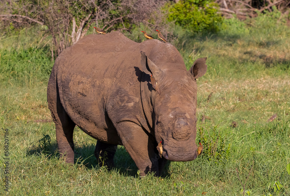 Fototapeta premium Rhino and Red billed oxpecker. Great harmony of Red-billed oxpecker (Buphagus erythrorhynchus) with Rhino. Red-billed oxpecker eats insects on the rhino and builds the rhino from a big trouble.