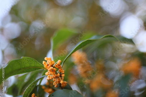 金木犀の花が満開で秋の庭に香る