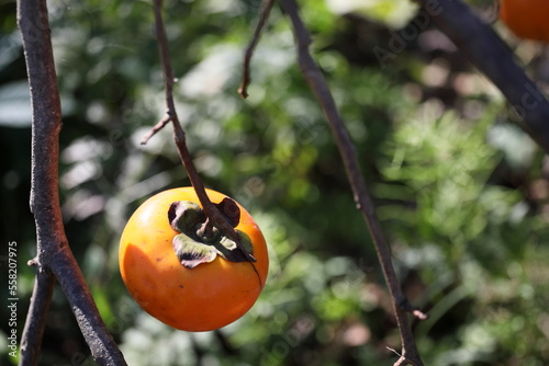 秋の味覚の柿が光を浴びて熟れて生っている