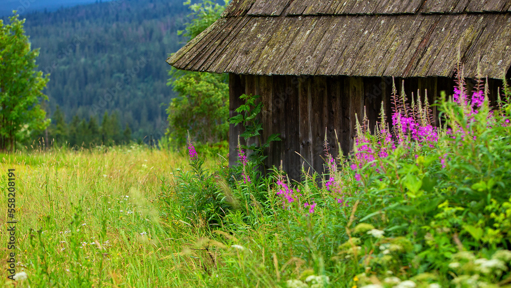 Colorful flowers in a mountain meadow.