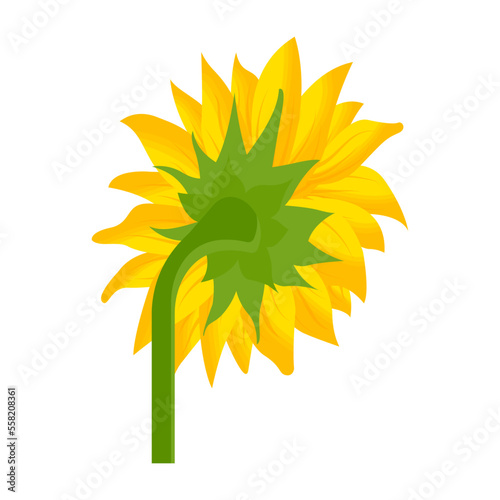 Blooming Flower 