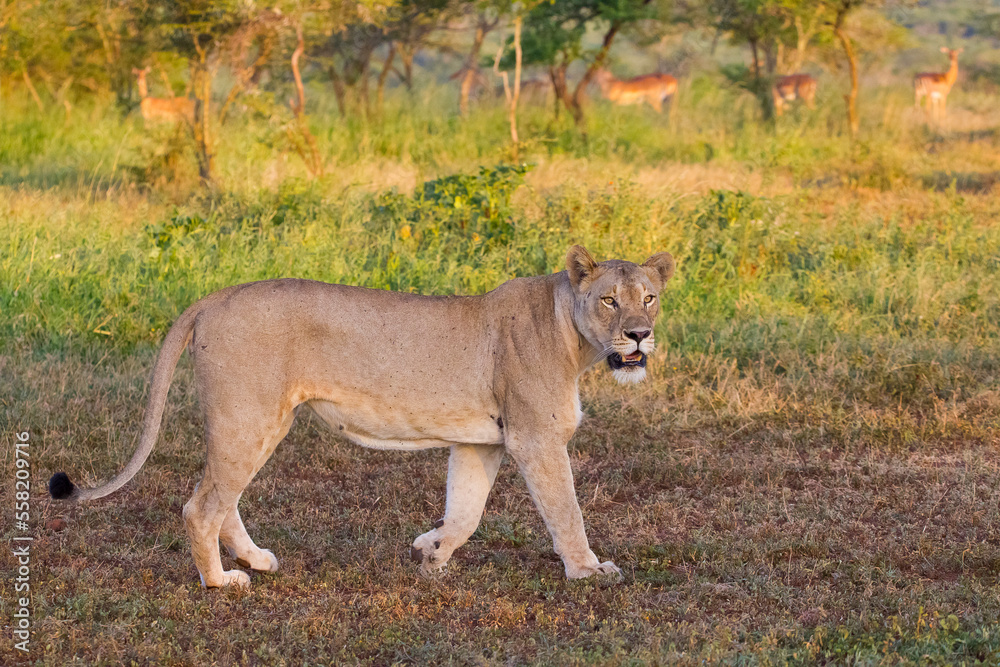 In Wild Africa Savannha, the lion approaches the hunt on foot. In Wild Africa Savannha, the lion approaches the hunt on foot.