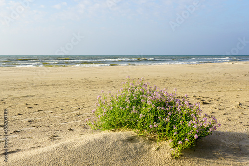 Fototapeta Naklejka Na Ścianę i Meble -  Cakile Maritima clump, known as the European sea rocket, blooming on a sandy Baltic Sea beach