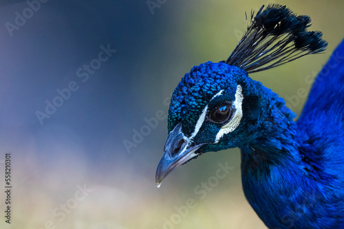 portrait of a peacock with soft lighting behind
