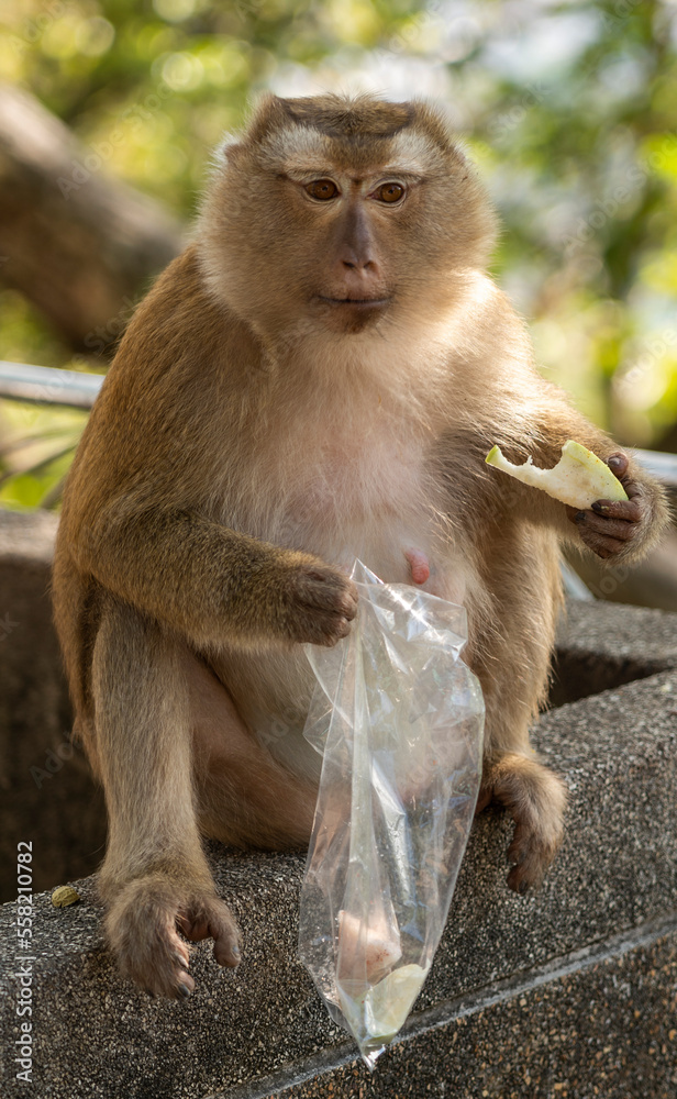 Naklejka premium Monkey in Phuket eating fruit from a bag