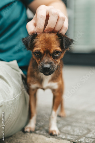 Canvas Print Young girl picked up a homeless dog on the street, a person's hand strokes the d