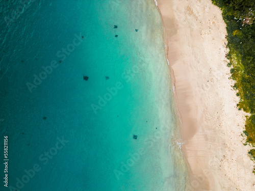 stingrays from above © Harry