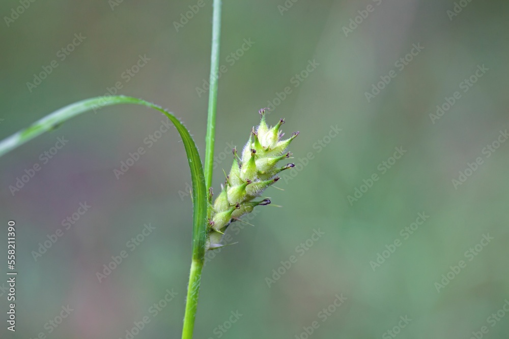 Hairy sedge, Carex hirta