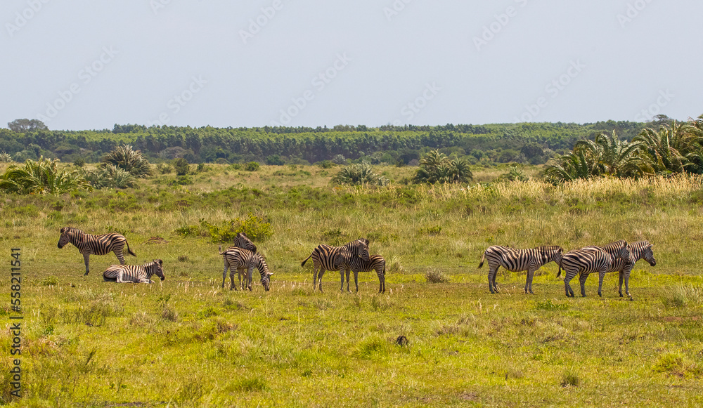 More than one antelope species can coexist in the Imangaliso Wetland Park in South Africa. More than one antelope species can coexist in the Imangaliso Wetland Park in South Africa.