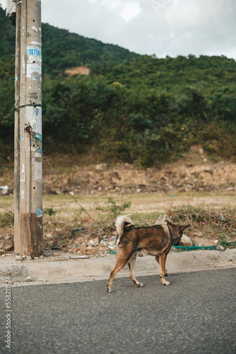 Sad lonely abandoned dog on the street of the city