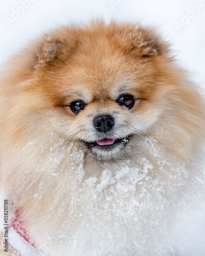 Portrait of a beautiful pomeranian in the snow on a white background